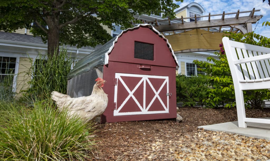 Compass Memory Support Chicken Coop