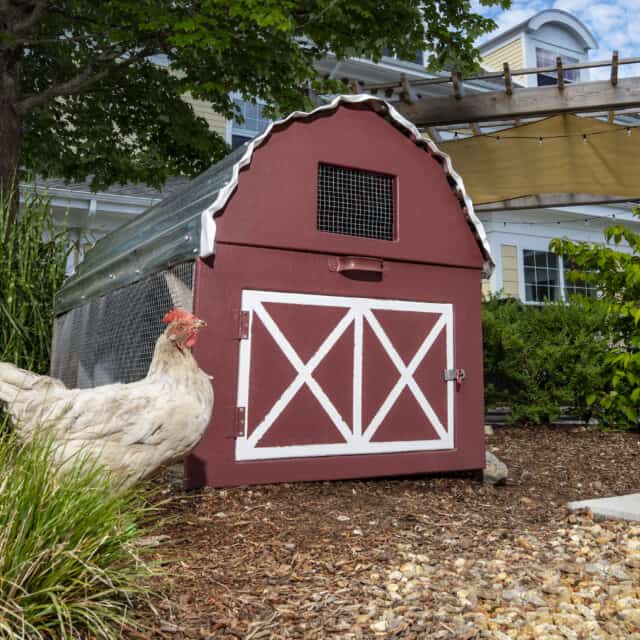 Compass Memory Support Chicken Coop